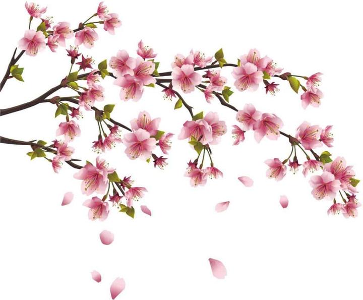 Immagine prodotto Trenddeko ramo dei fiori di ciliegio (120 x 56 cm)