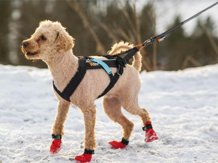 Image du produit Non-Stop Dogwear Harnais Freemotion (3, Chien, Général)
