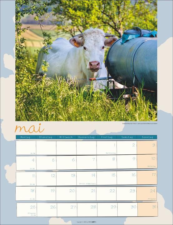 Actual product image Kuh Kalender 2026 (30 x 39 cm, German)
