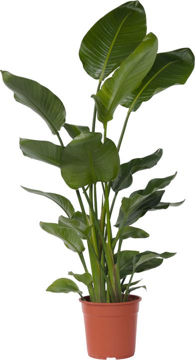 Produktbild Plant in a Box Strelitzia Nicolai - Paradiesvogelblume (155 cm)