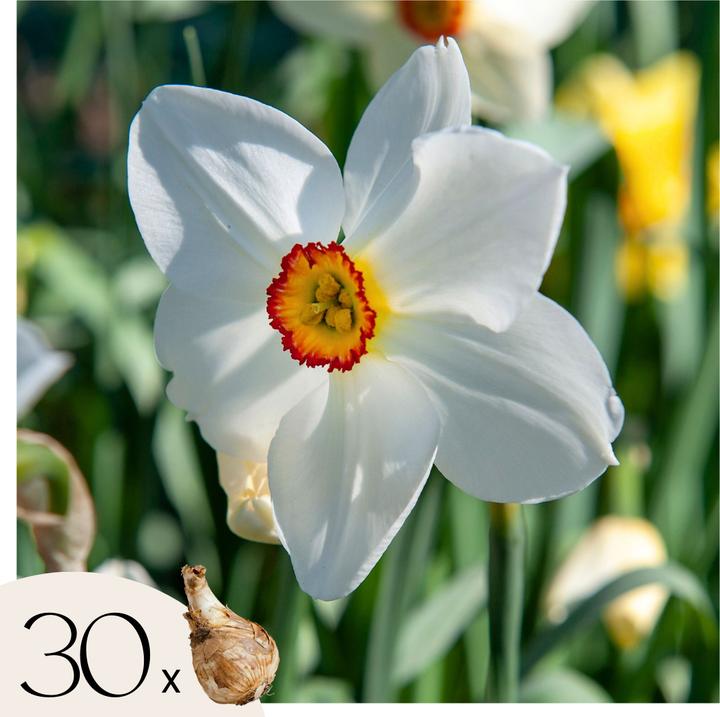 Plant in a Box Narcissus Recurvus - set of 30 daffodil bulbs