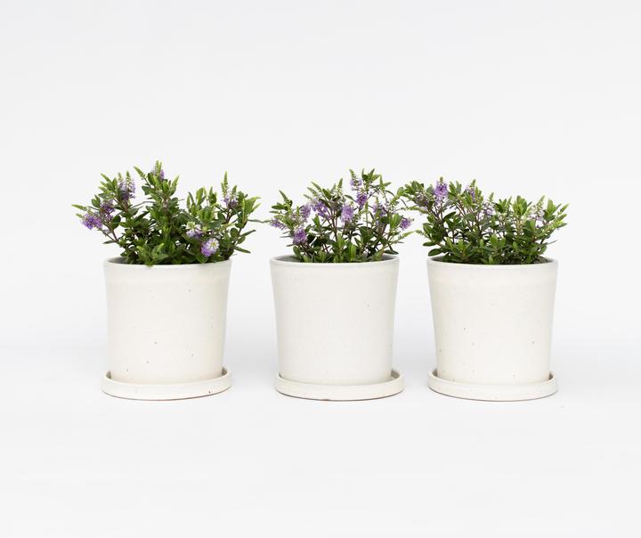Produktbild Plant in a Box Hebe All Blooms 'Siara' - (30 cm)