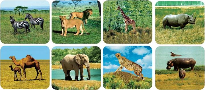 Actual product image Scratch Wild animals