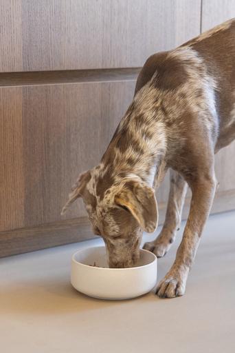 Actual product image Designed by Lotte Lojs dog bowl (1.20 l)