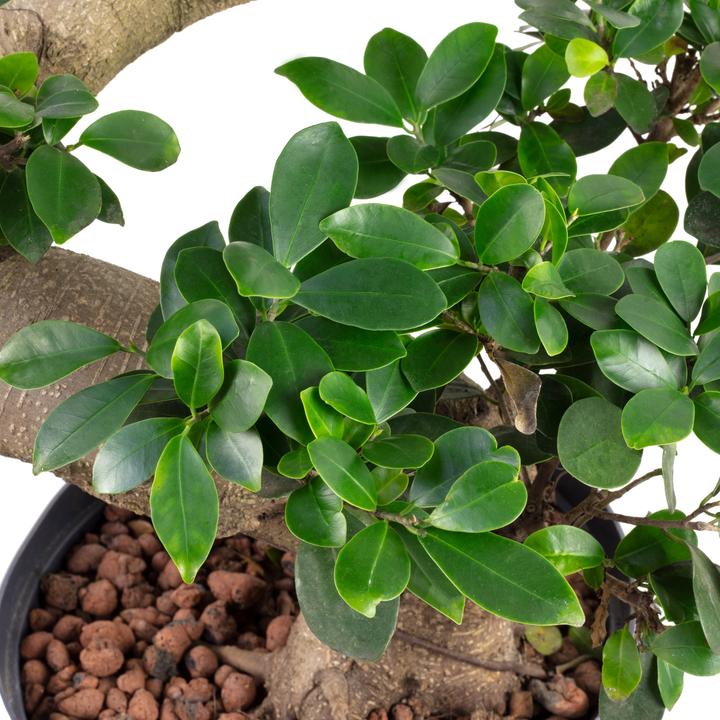 Produktbild Flowerbox Bonsai Feige in Hydrokultur - Ficus microcarpa compacta