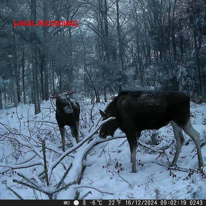 Actual product image Nedis Wildlife Camera - 4K@10fps - 50 MPixel - 5 MPixel CMOS - IP65 - Black No-Glow IR - Night