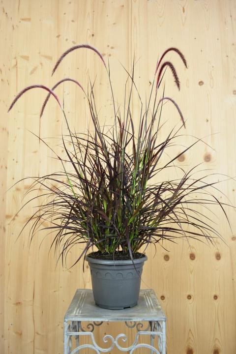 Image du produit Säntispracht Le Pennisetum setaceum 'Rubrum', une herbe à plumes d'un rouge profond (80 cm)