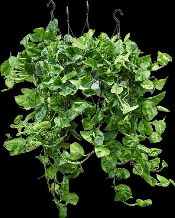 Produktbild Mahaloplants Scindapsus Global Green (40 cm)