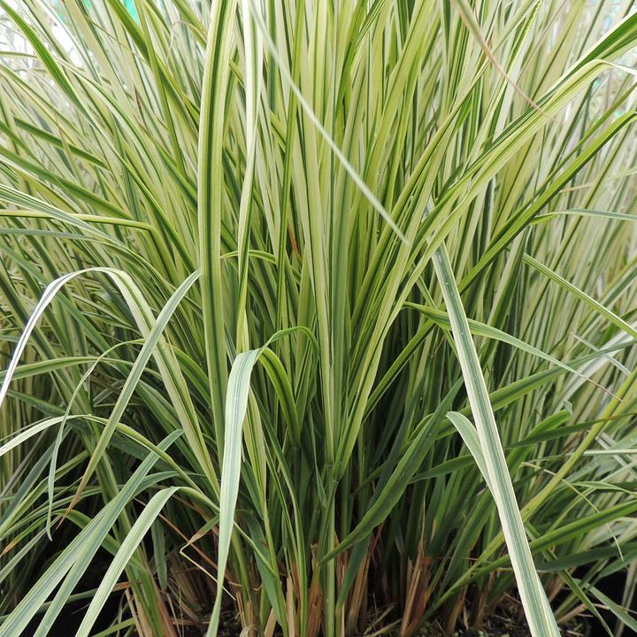 Produktbild Zulauf Calamagrostis ac.(x) 'Overdam' / Reitgras 'Overdam' (30 cm)