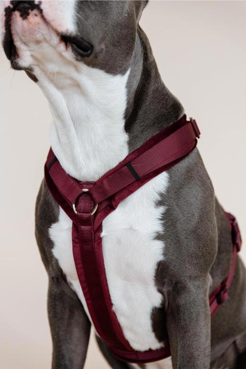 Produktbild Kentucky Dogwear Hundegeschirr Aktiv Velvet (XS, Hund, Allgemein)