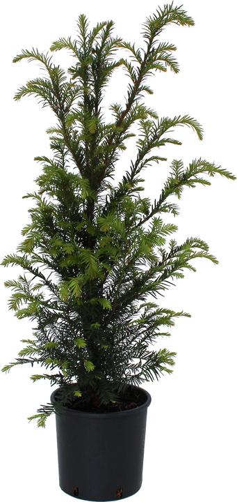 Produktbild Zulauf Gemeine Eibe / Taxus baccata (60 cm)