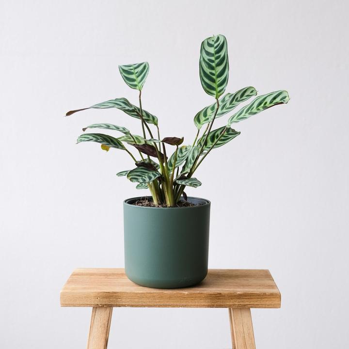 Image du produit Plant in a Box Ctenanthe burle-marxii (25 cm)