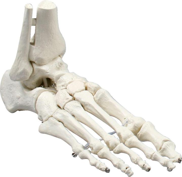 Image du produit Erler Zimmer Squelette du pied