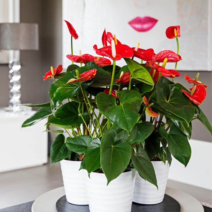 Immagine prodotto Plant in a Box Anthurium 'Madural Red' - (40 cm)