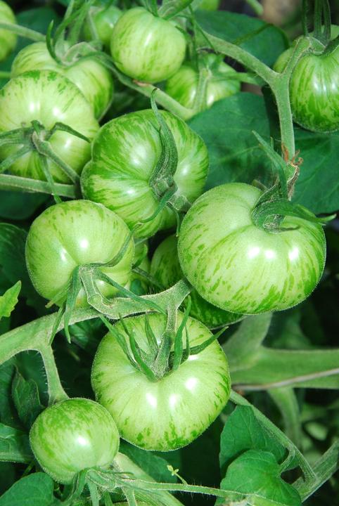 Produktbild Zollinger Bio Tomate, Green Zebra (Gemüsesamen)