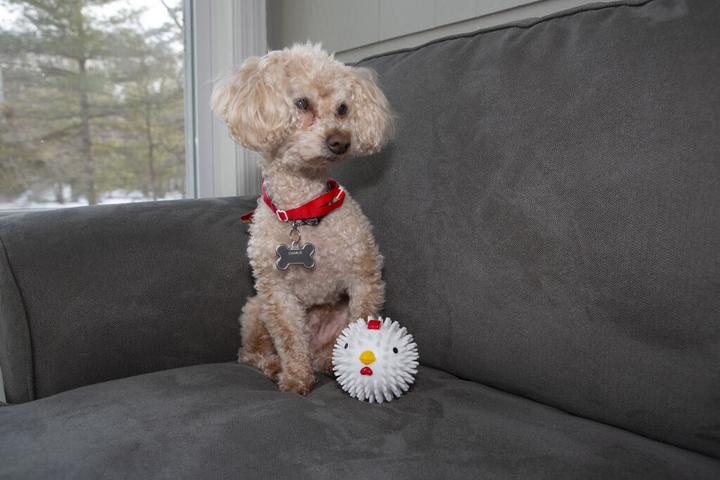 Actual product image Kikkerland Kobe Chicken Ball (Ball toy dog)