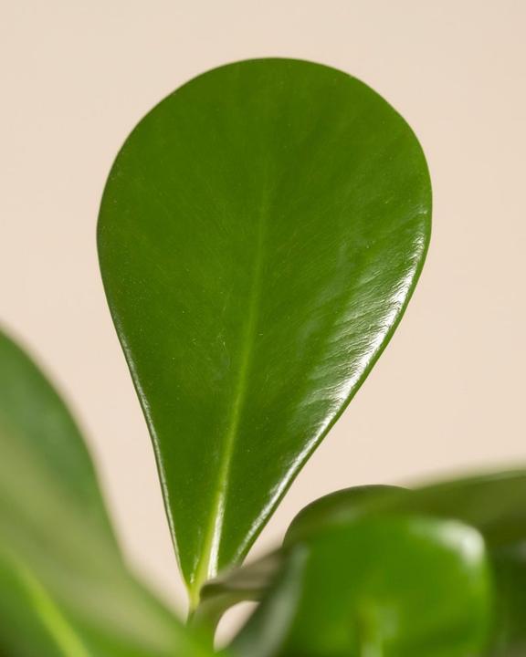 Actual product image feey Clusia rosea 'Princess' (45 cm, Freshly repotted)