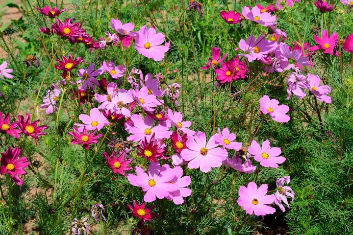 Produktbild Living Seeds Cosmea (Blumensamen)