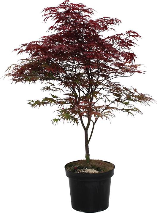 Zulauf Japanischer Fächer-Ahorn Acer palmatum 'Peve Dave' (70 cm)