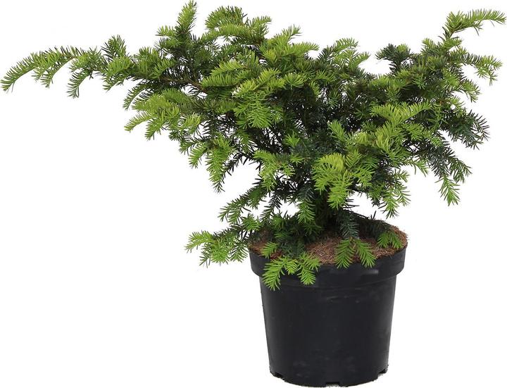 Zulauf Kissen-Eibe / Taxus bac. 'Repandens' (40 cm)