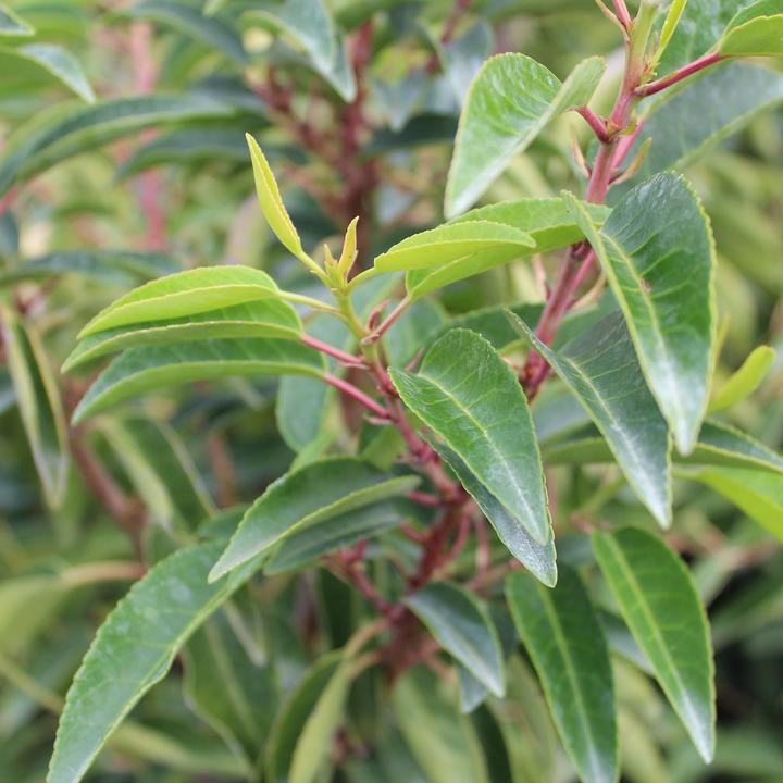 Produktbild Zulauf Portugiesische Lorbeerkirsche / Prunus lusitanica 'Angustifolia' (150 cm)