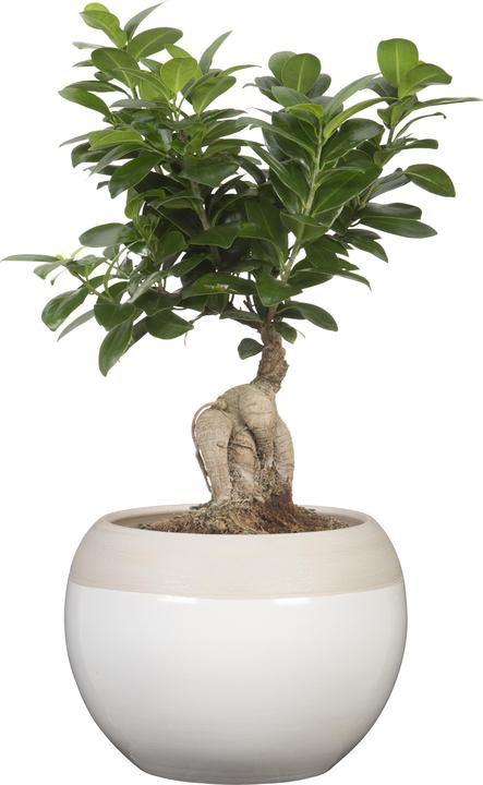 Produktbild Scheurich Blumentopf Blanco 718, 12.3 cm, Weiss, Detailfarbe: Beige (12.30 cm)