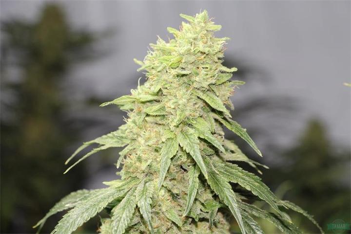Actual product image Swiss Medical CBD Limona 5g (5 g, Indoor)