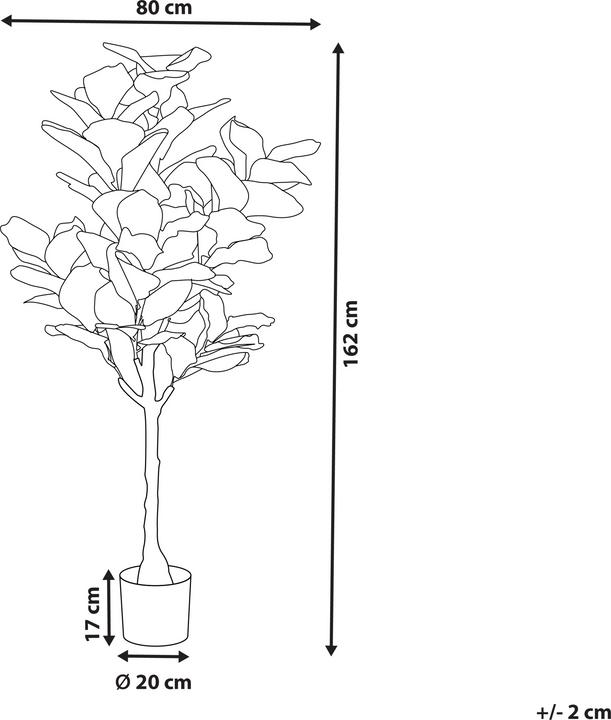 Produktbild Beliani Fig Tree (162 cm)