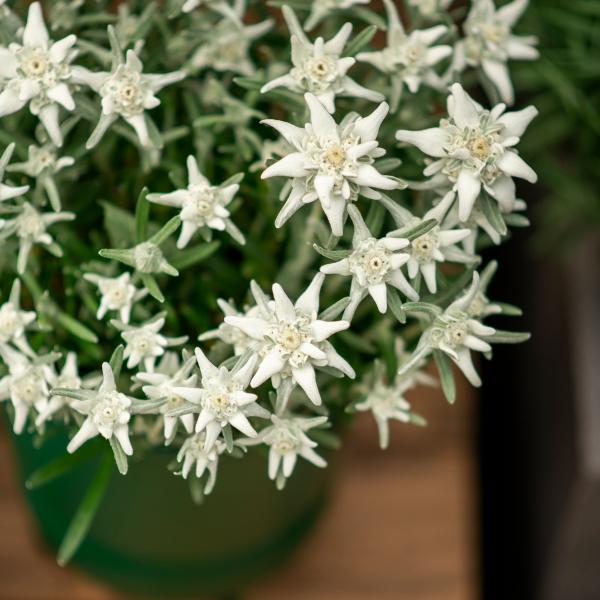 Produktbild Säntispracht 2 er Set, Das urwüchsige Edelweiss  - Leontopodium alpinum Aktion (25 cm)