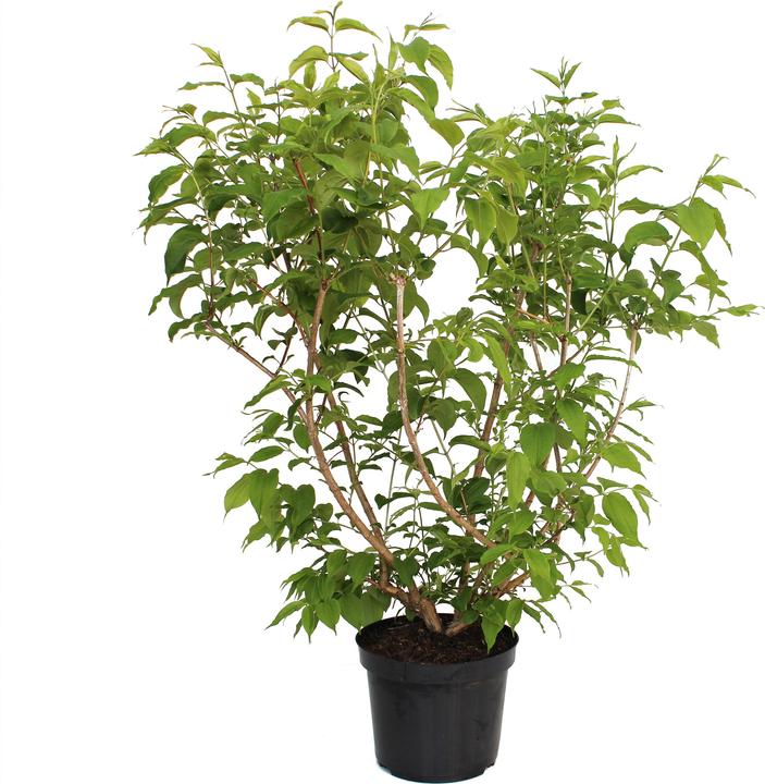Produktbild Zulauf Sieben-Söhne-des-Himmels-Strauch / Heptacodium miconioides (80 cm)