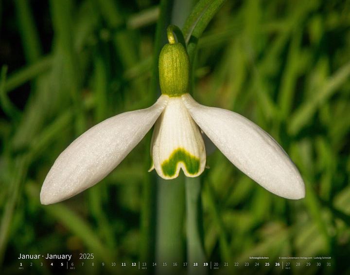 Produktbild Wildblumen 2025 Grossformat-Kalender 58 (Harter Einband, Deutsch)