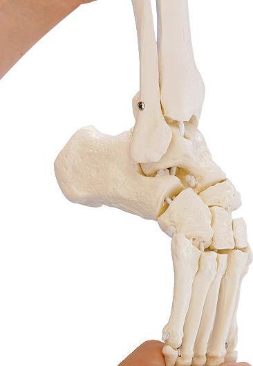Immagine prodotto Erler Zimmer Scheletro del piede con tibia e perone montati in modo mobile