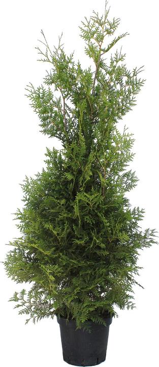 Produktbild Zulauf Thuja / Thuja occ. 'Brabant' (150 cm)