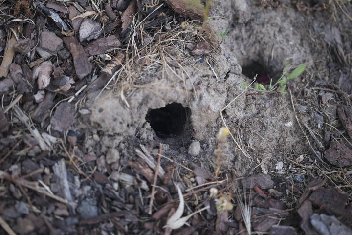 Actual product image Gardigo Vole pincer trap