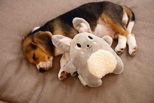 Immagine prodotto Beeztees Cucciolo Coccole Giocattoli e Simulatore di battito cardiaco (Giochi per cuccioli)