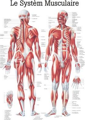 Actual product image Ruediger RÜDIGER Muscle system teaching board 70 x 100 fr (70 x 100 cm)