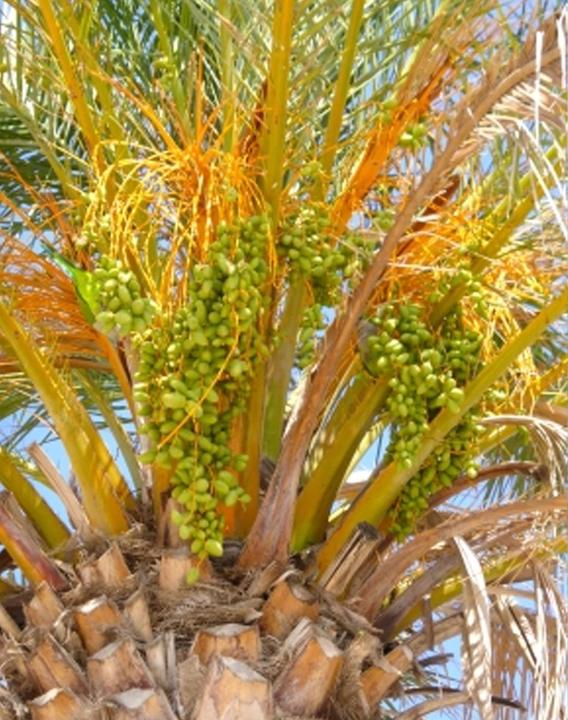 Produktbild Tropica Echte Dattelpalme Phoenix Dactylifera (Pflanzensamen)