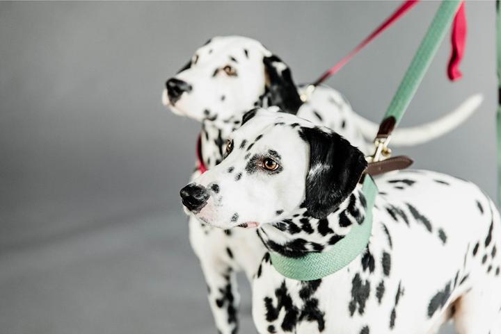 Produktbild Kentucky Dogwear Hundeleine Jacquard (140, Hund, Allgemein)