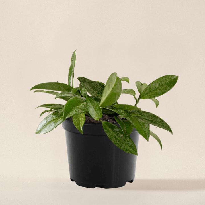 Produktbild Mary and Plants Hoya Carnosa Silver Flake HAY Schwarz (25 cm)