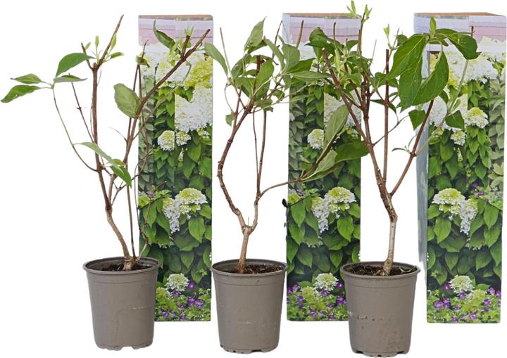 Actual product image Plant in a Box Hydrangea Paniculata 'Silver Dollar' - Set of 3 hydrangeas (25 cm)