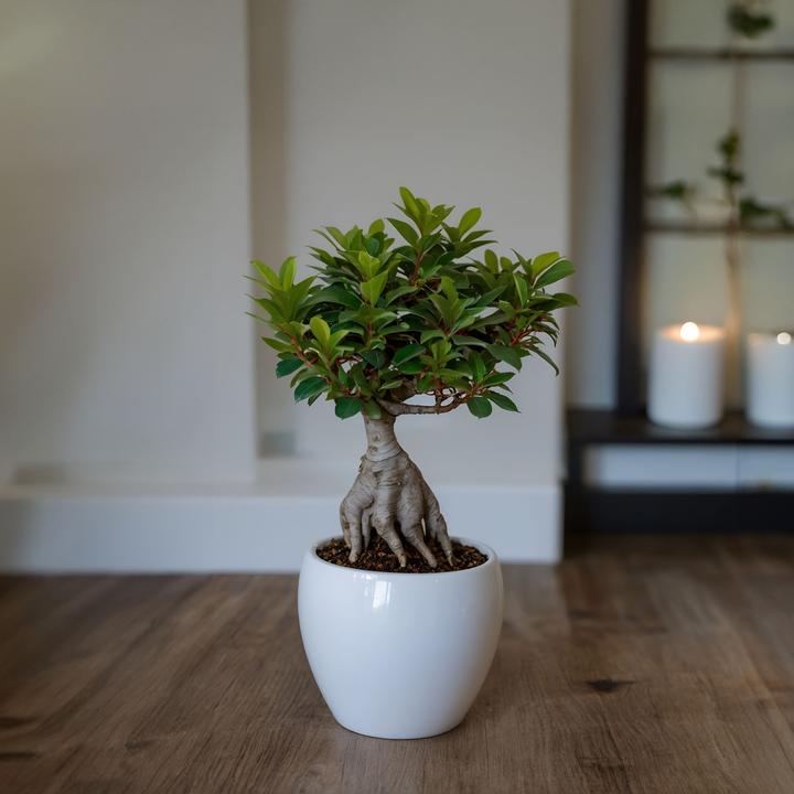 Produktbild Plant in a Box Ficus microcarpa Ginseng - Bonsai (40 cm)