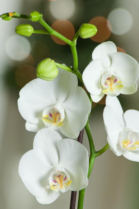 Produktbild Plant in a Box Phalaenopsis Multiflora - Schmetterlingsorchidee (35 cm)