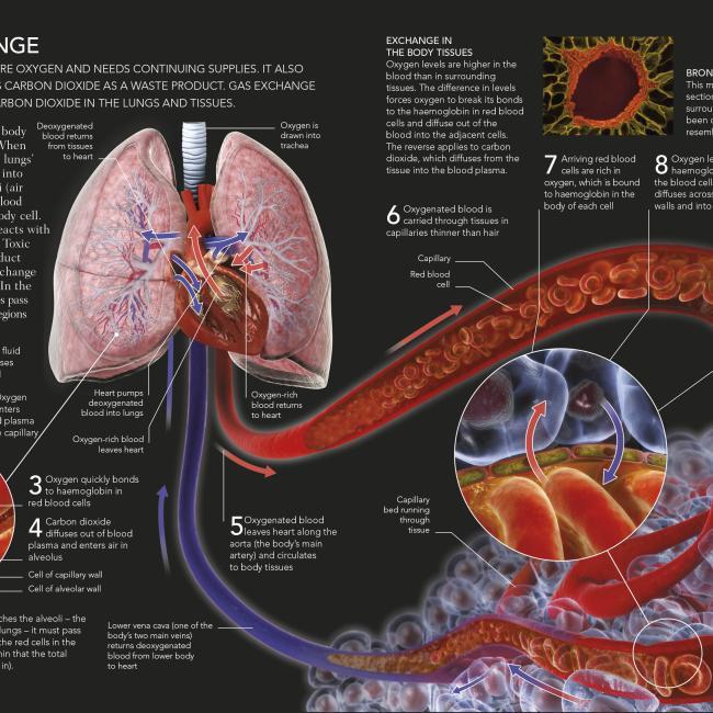 Produktbild The Concise Human Body Book (Englisch, DK, 2019)