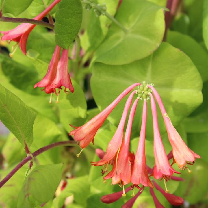 Produktbild Zulauf Geissblatt / Lonicera brownii 'Dropmore Scarlet' (80 cm)