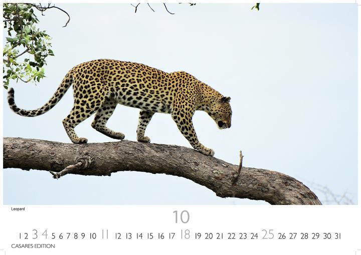 Produktbild Big Cats 2026 S 24x35cm (24 x 35 cm, Deutsch)
