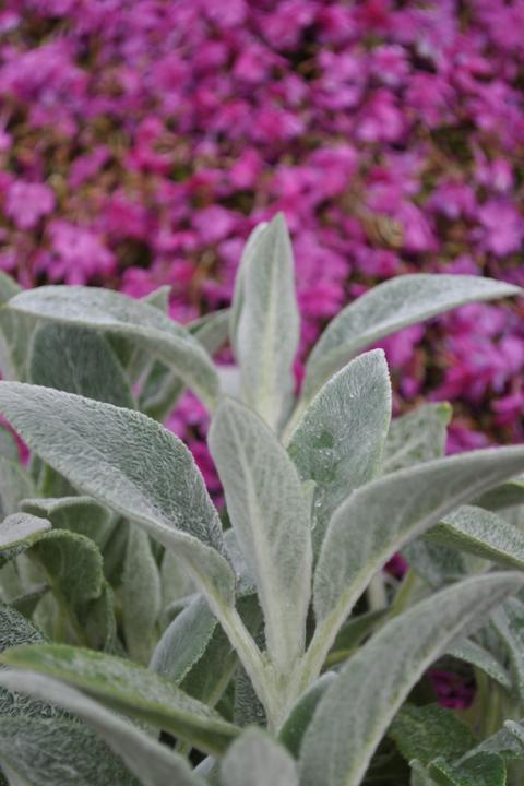 Actual product image Säntispracht The silver woolly zest - Stachys byzantina 'Sheila McQueen' (60 cm)