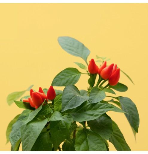 Produktbild Prêt à Pousser Mini-Chili (Gemüsesamen)