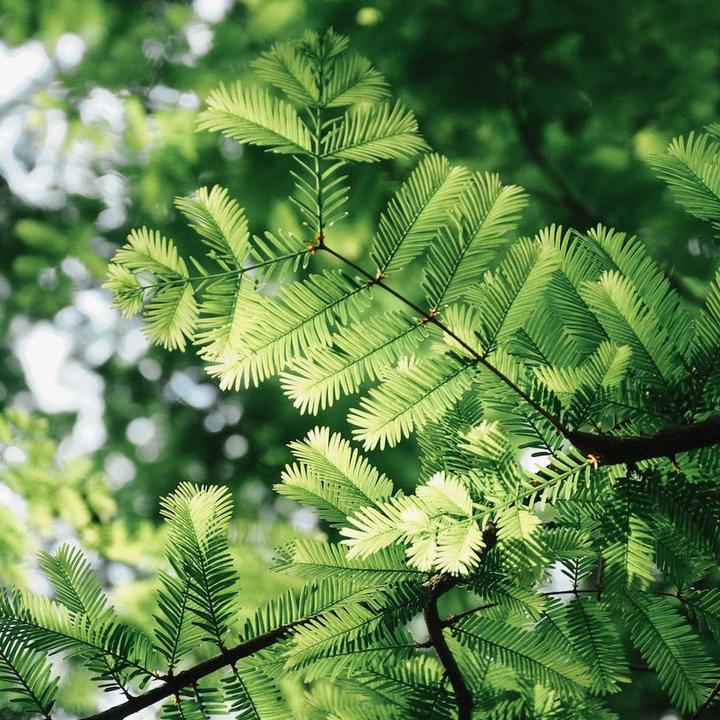 Produktbild Tropica Urwelt Mammutbaum Metasequoia Glyptostroboides