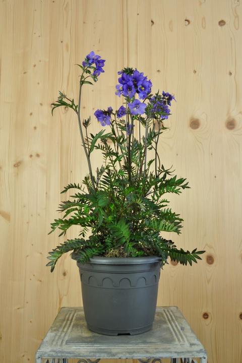 Produktbild Säntispracht Die kontrastreiche Purpur-Jakobsleiter - Polemonium yezoense 'Bressingham Purple polbress' (50 cm)