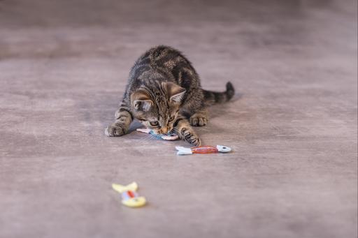 Immagine prodotto Beeztees Gattino che salta il pesce (Catmint giocattolo)
